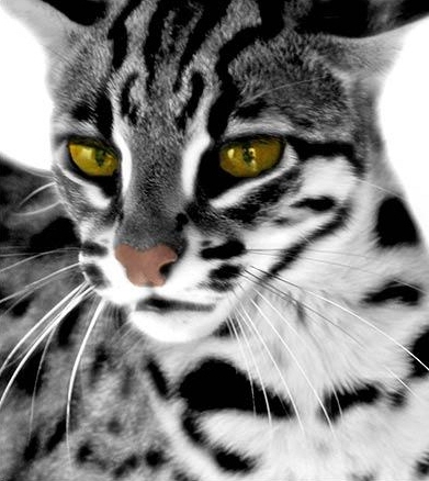 Marble bengal cat, Bengal cats and Mink on Pinterest